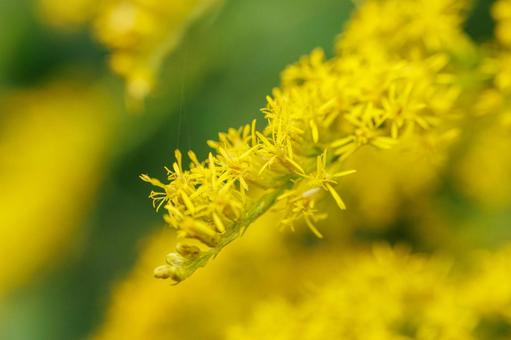 秋の野原に咲くセイタカアワダチソウの花 花,植物,黄色の写真素材