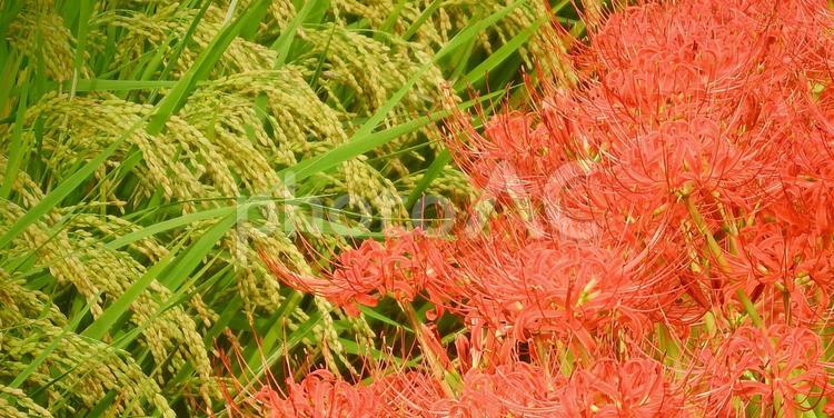 実る稲穂と彼岸花 あぜ道,実る,彼岸花の写真素材
