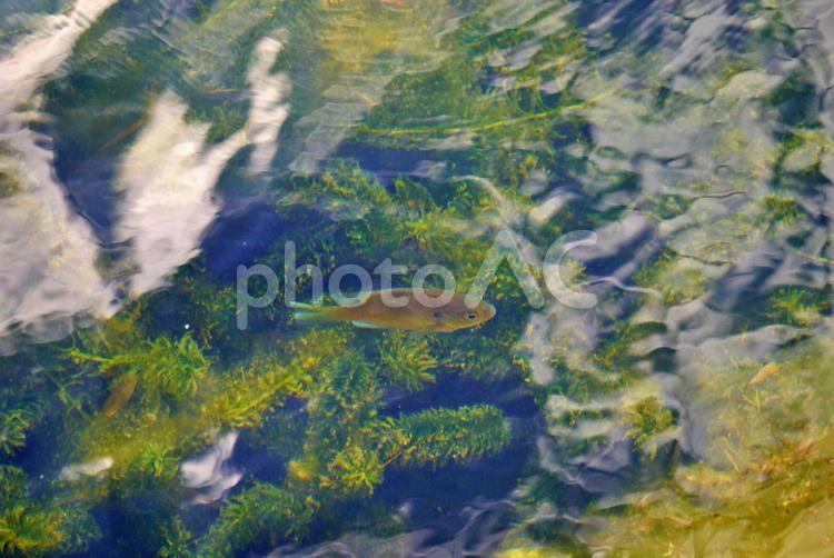 藻の中を泳ぐブルーギル ブルーギル,淡水魚,魚の写真素材