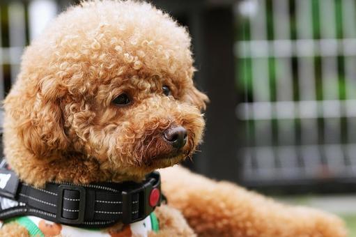 トイプーのポートレート 犬,トイプードル,トイプーの写真素材