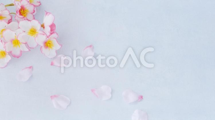 桜の花と花びらの水色の背景 桜,春,背景の写真素材