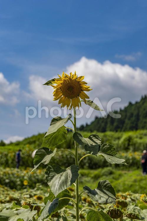 向日葵　青空　ひまわり　８月 ひまわり,向日葵,夏の写真素材