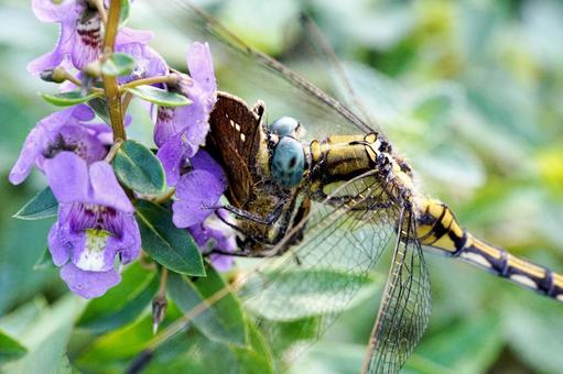 蝶を捕食するトンボの瞬間をクローズアップ トンボ,蝶,捕食の写真素材