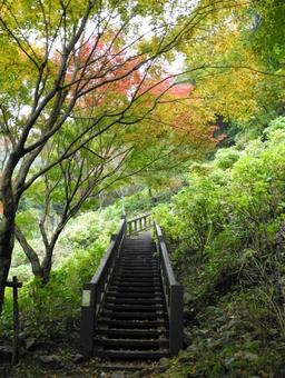 Photo, mountain path, wood, mountain, 