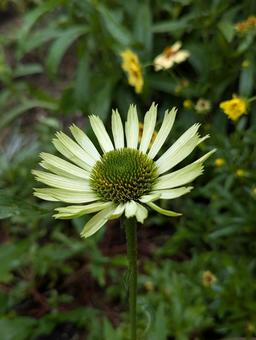 エキナセアの花 13 エキナセアの花 13 エキナセア,花,グリーンの写真素材