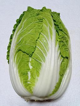 ミニ白菜 ミニ白菜,野菜,食材の写真素材