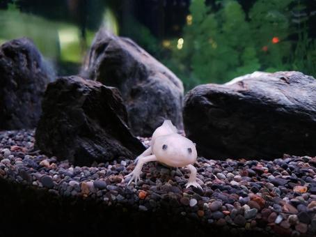 ウーパールーパー ウーパールーパー,両生類,水族館の写真素材