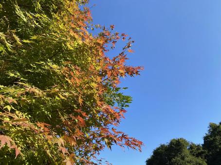 Landscape-Autumn leaves and blue sky, sky, sunny, weather, JPG