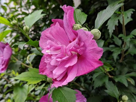 ムクゲ・木槿の写真