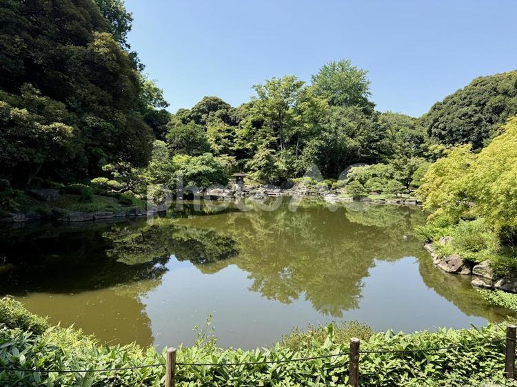 旧古河邸  旧古河庭園  7月の日本庭園 夏,ガーデン,旧古河庭園の写真素材