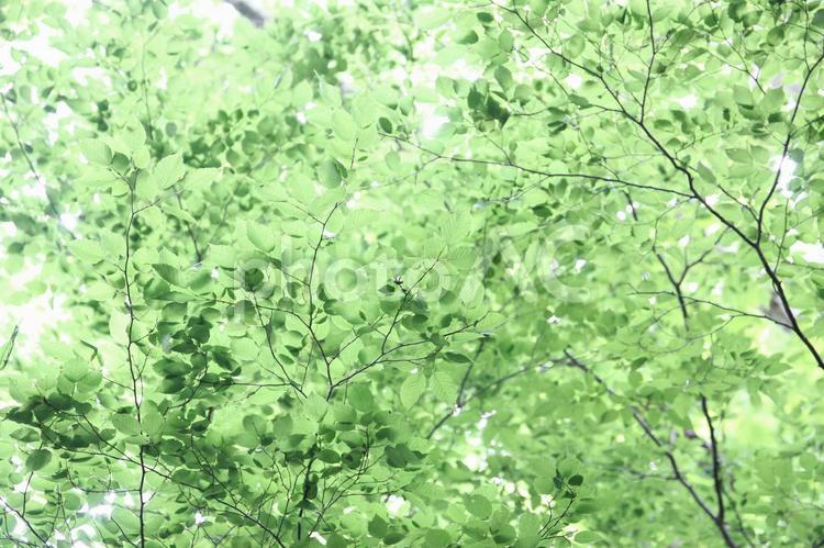 新緑の葉っぱのイメージ 新緑,葉っぱ,葉の写真素材