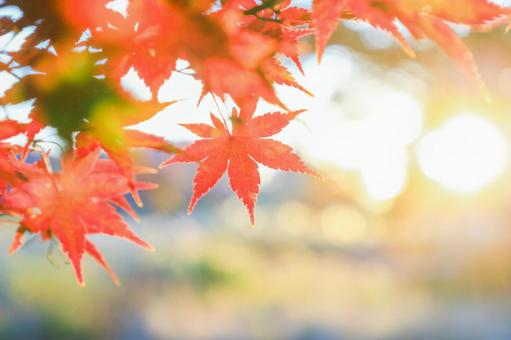 赤もみじ もみじ,赤,逆光の写真素材