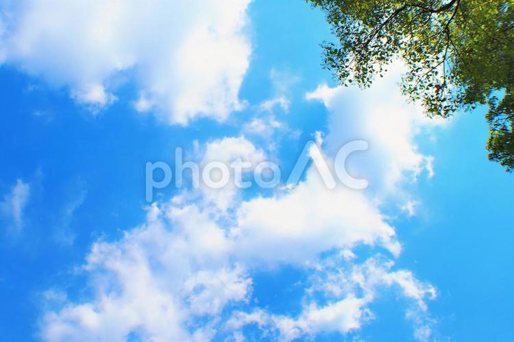 爽やかな新緑と青空と雲と木漏れ日と 空,新緑,青空の写真素材