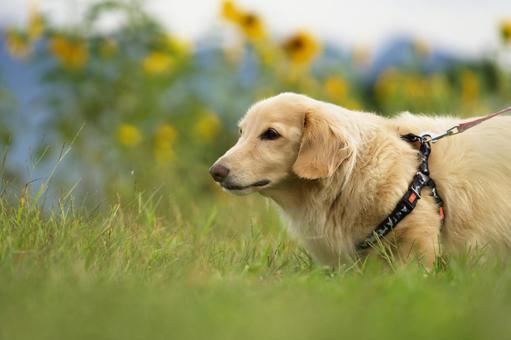 犬のポートレート 犬,ミニチュアダックス,小型犬の写真素材