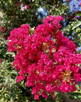 百日紅の花 百日紅の花 サルスベリ,百日紅,花の写真素材