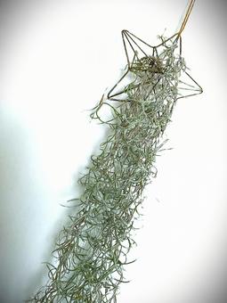 Photo, tirundia, air plants, tylandia, 