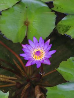 Water lilies, JPG