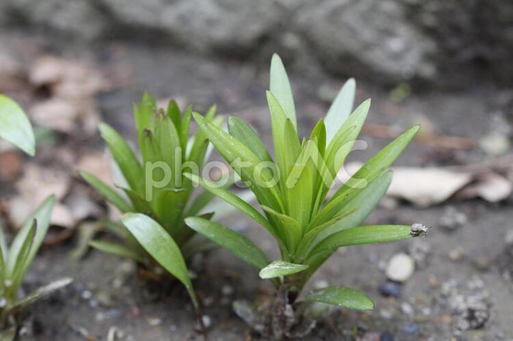 テッポウユリの芽生え 植物,花,手入れの写真素材