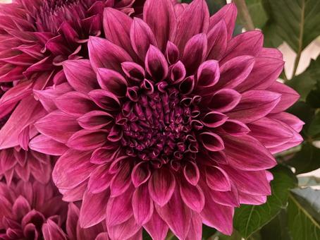 花（ダリア） 花,アップ,植物の写真素材