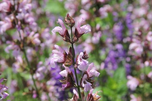 セージ　咲く風景 セージ,芳香,合弁花の写真素材