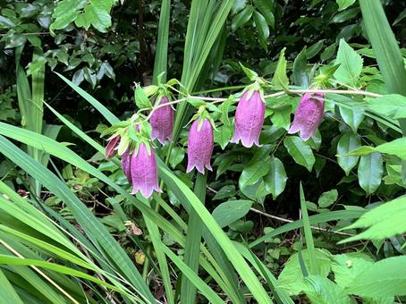 ヤマホタルブクロの写真