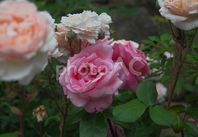 綺麗な色のバラ 薔薇,植物,花の写真素材