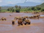 ゾウの群 ゾウ,象,アフリカ象の写真素材