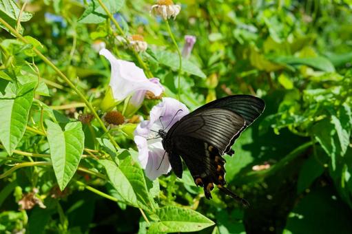 Swallowtail, JPG Swallowtail, JPG