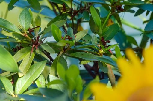 Azalea leaves and summer greenery, JPG