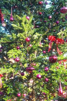 クリスマスツリーのクローズアップ クリスマスツリーのクローズアップ クリスマスツリー,木,葉の写真素材