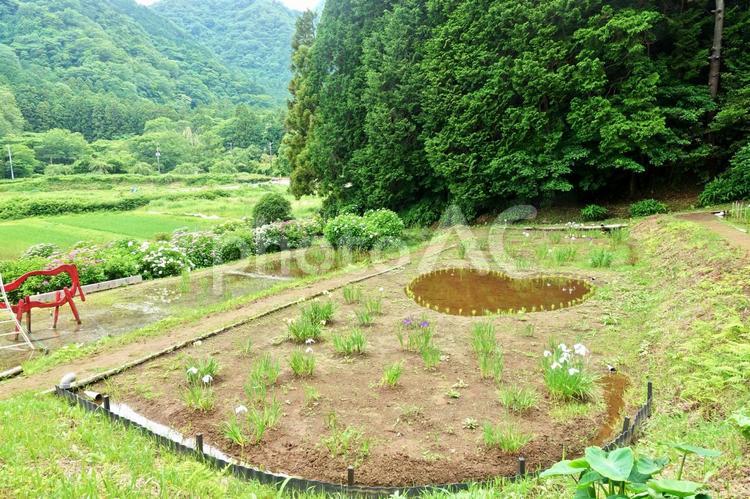 梅雨空に映える鮮やかな花菖蒲 花菖蒲,花しょうぶ,ショウブの写真素材
