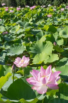蓮の花 蓮の花の写真