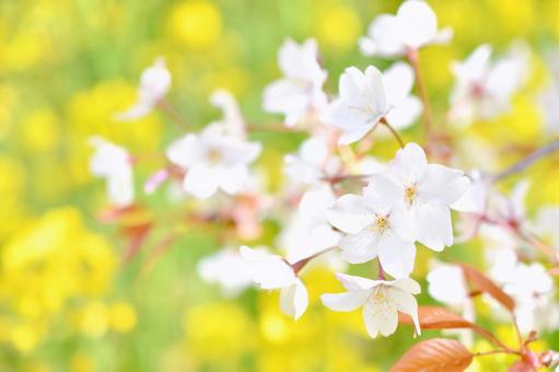 狩宿の下馬桜 狩宿の下馬桜 狩宿の下馬桜,アカメシロバヤマザクラ,桜の写真素材