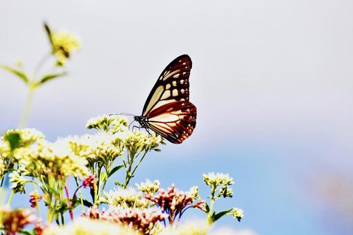 海近くのフジバカマにとまったアサギマダラ 海近くのフジバカマにとまったアサギマダラの写真