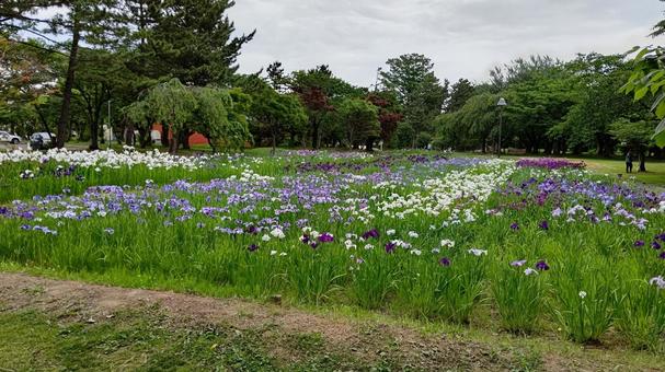 菖蒲園2 菖蒲園2 菖蒲,青,白の写真素材