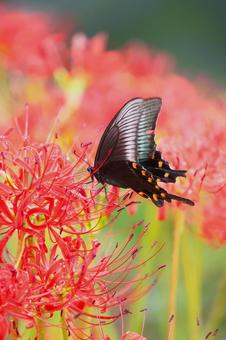 雨上がりの彼岸花にとまるカラスアゲハの写真