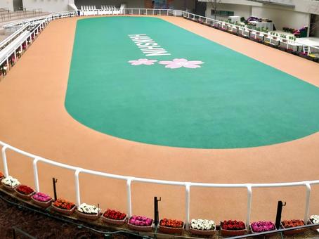 阪神競馬場のパドック 人物なし 競馬場 阪神競馬場のパドック 人物なし 競馬場の写真