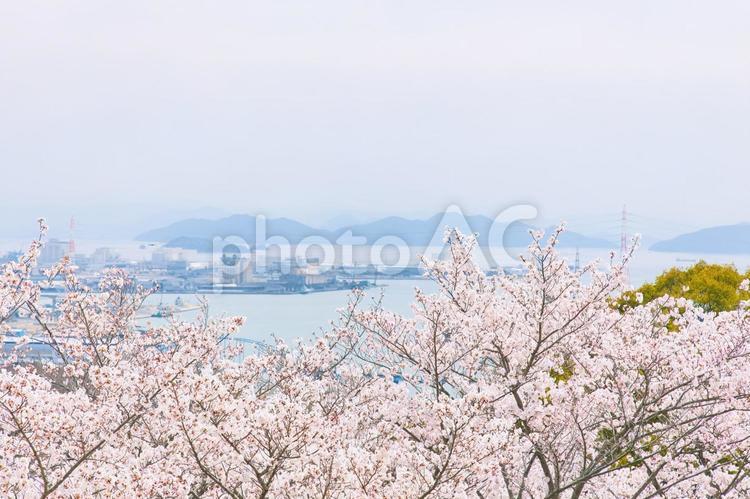 高台に咲き誇る満開のさくら 桜,桜並木,ソメイヨシノの写真素材