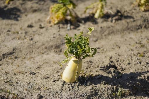 畑に植えられた大根 畑に植えられた大根 大根,野菜,畑の写真素材