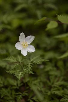 春の山に咲いている一輪草の花 春の山に咲いている一輪草の花の写真
