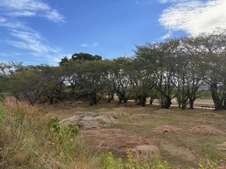 草刈り後の河川敷 草刈り後の河川敷の写真