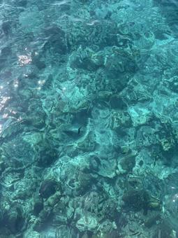 サンゴ礁 サンゴ礁 海,風景,旅の写真素材
