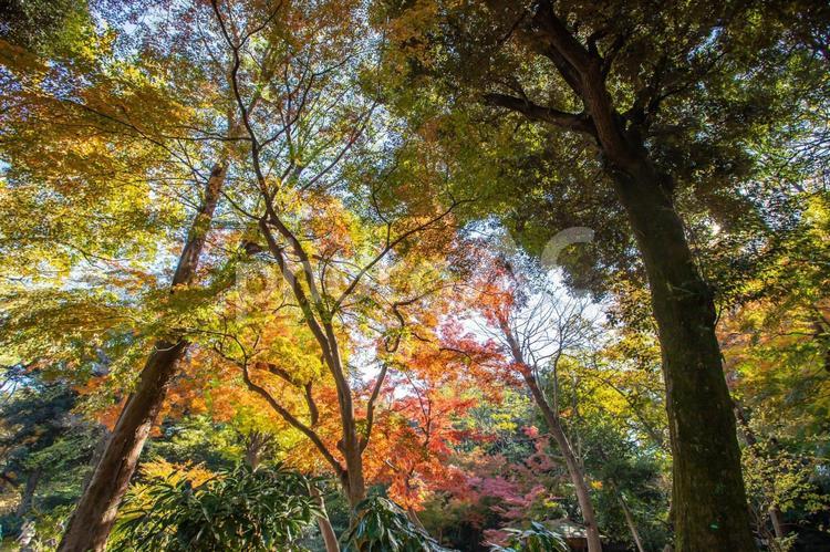 東京都　六義園の紅葉 東京都,六義園,紅葉の写真素材