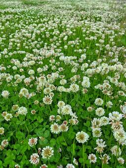一面のシロツメクサ クローバー畑,白花,花景色の写真素材