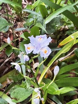 花 花の写真