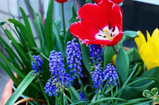 花 花の写真