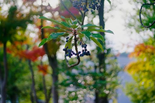 ボケと光に浮かぶユズリハの実 ユズリハ,実,ユズリハの実の写真素材