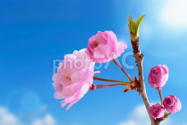 春の桜　背景素材　満開とつぼみ 桜,春,花の写真素材