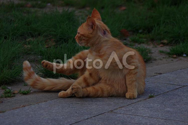 春のたそがれの公園猫 ネコ,猫,公園猫の写真素材