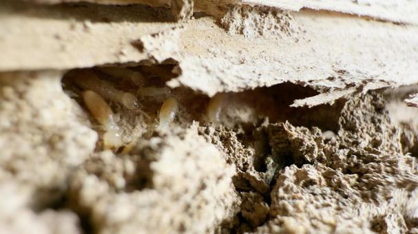 木造住宅の柱からシロアリの大群 木造住宅の柱からシロアリの大群の写真